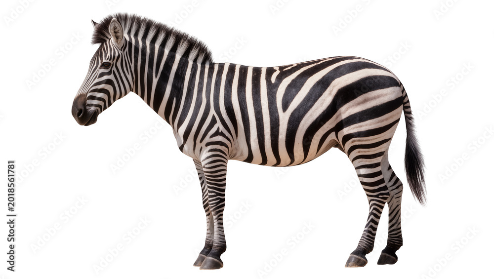 Fototapeta premium Striped Plains Zebra Standing Profile View on Plain Surface