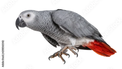 Obraz Gray African Parrot with Red Tail Feathers Perched Sideways