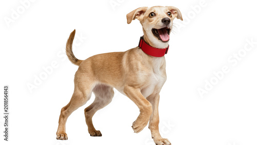 Photos Tan happy mixed breed dog wearing red collar standing