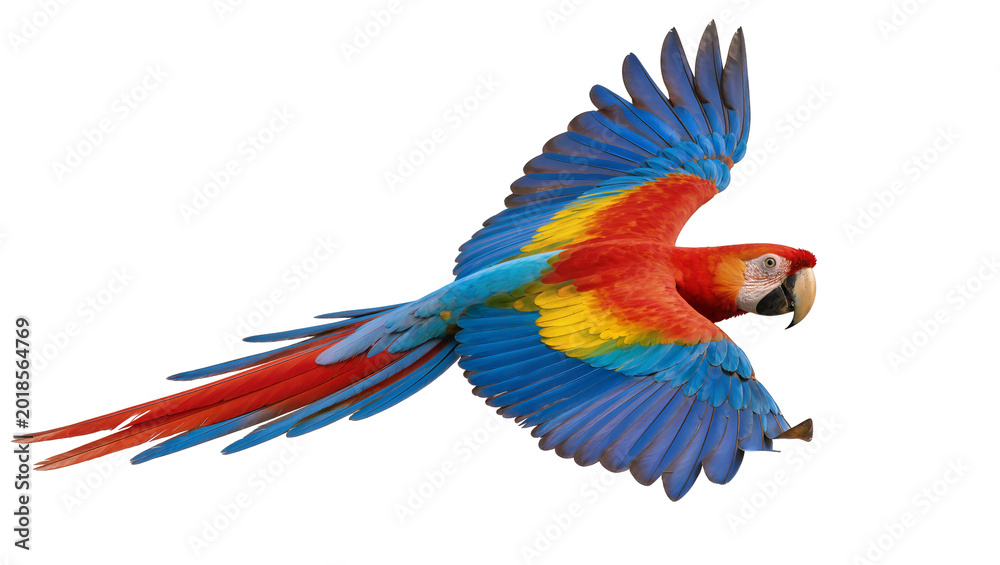 Obraz premium Red Blue Yellow Macaw Parrot Flying with Spread Wings