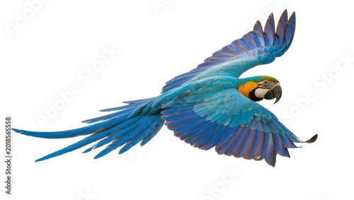 Canvas Print Blue and Gold Macaw Parrot in Flight with Extended Wings