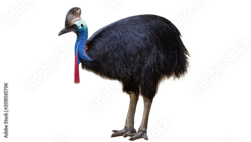 Fotografie Plumaged Cassowary Standing with Red Dangling Neck Ornament