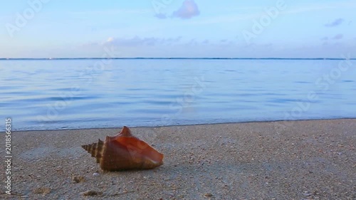 Sea shell on the Caribbean beach.
