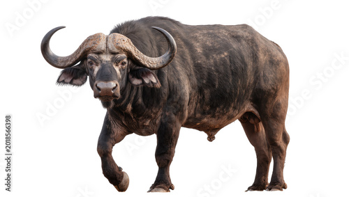 Tableau sur toile Large African Buffalo Standing with Curved Horns and Dark Fur