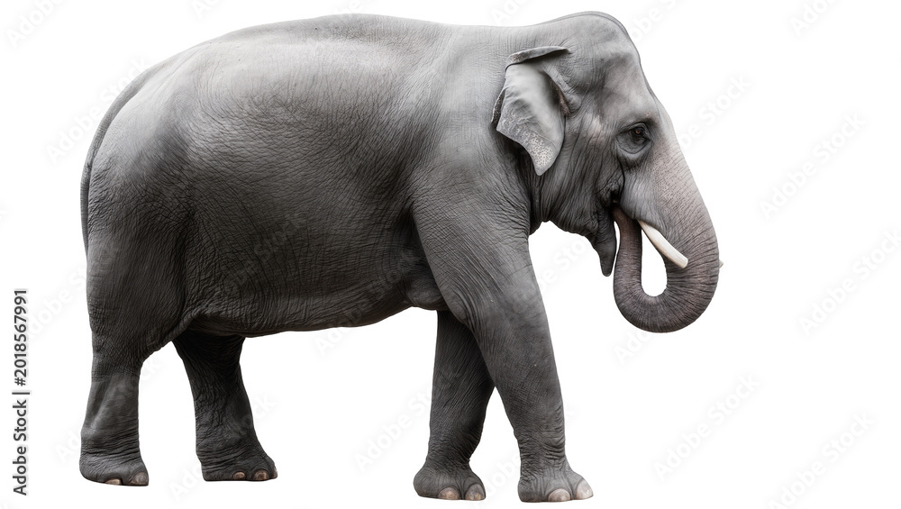 Obraz premium Gray Asian Elephant Standing Profile View with Long Trunk