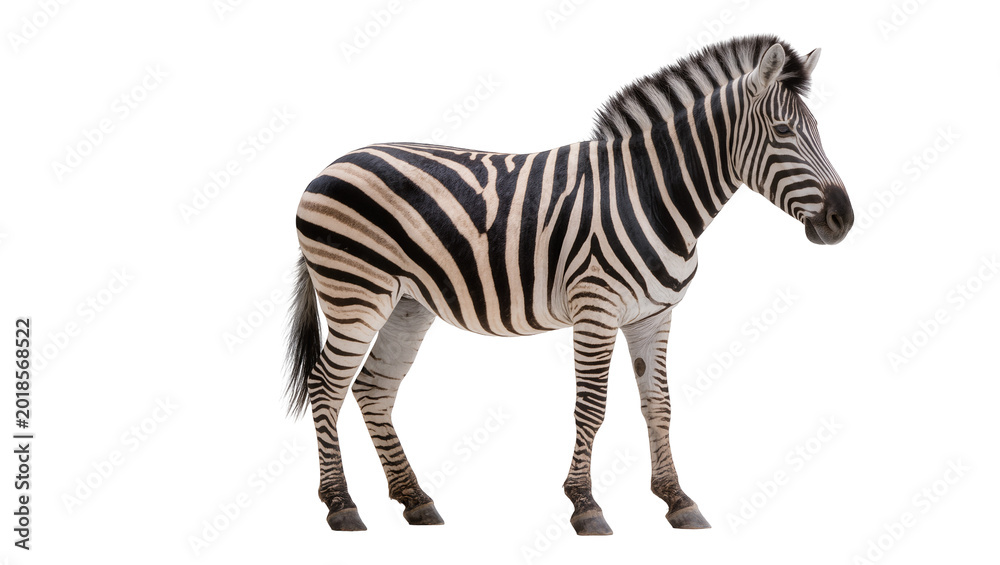 Fototapeta premium Striped African Zebra Standing Profile View