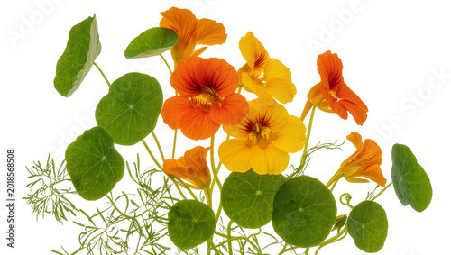 Fotografie Vibrant Orange Nasturtium Flowers and Round Green Leaves