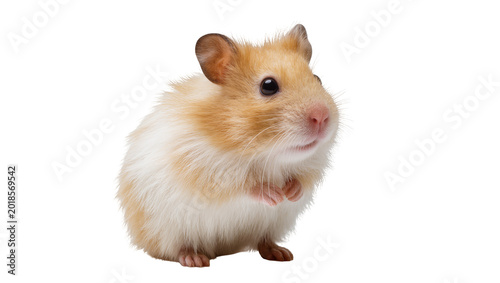 Canvas Print Golden fluffy Syrian hamster sitting with curious expression