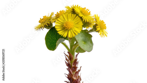 Photos Yellow Dandelion Flower Head with Green Leaves and Stem