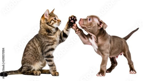 Cuadro en lienzo Playful tabby kitten and brown puppy pawing at each other