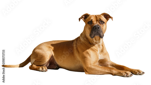 Photos Brown muscular Staffordshire bull terrier lying down attentively