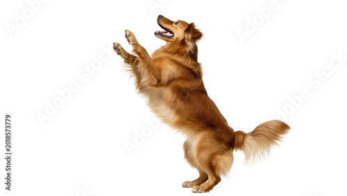 Fotografía Brown fluffy dog begging with raised paws and happy expression