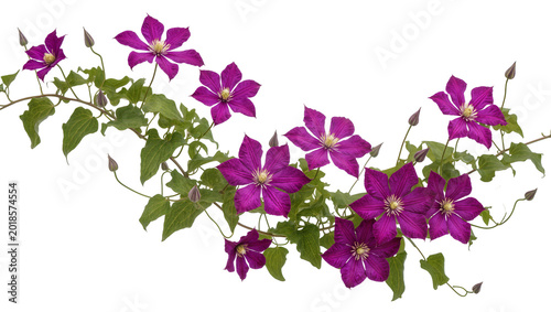 Tableau sur toile Purple Clematis Blossoms with Green Foliage on Twining Vines