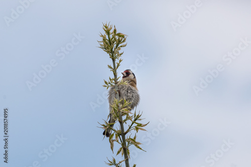 Fluffed European Goldfinch with Ruffled Feathers on Green Maple Branch
