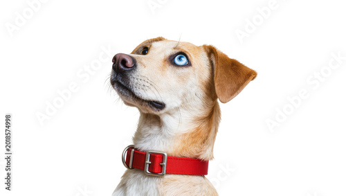 Photos Tan mixed breed dog looking upwards with red collar