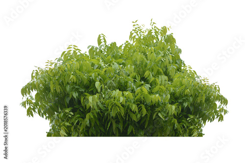 Green leaf isolated transparency background.