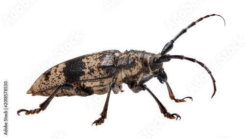 Tableau sur toile Spotted longhorn beetle with dark brown body and long antennae