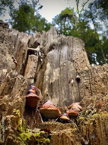 Sunlit Mossy Stump Hosting Fungi Growth. Bracket Fungi Adorning Mosscovered Tree Stump In Sunlight