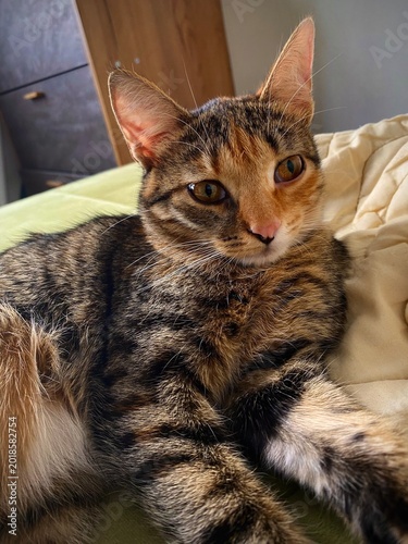 Foto Indoor Tabby Cat Peacefully Resting On Quilted Bedding As Sunlight Warmly Illumi