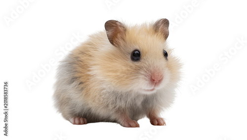 Obraz na płótnie Fluffy Golden Syrian Hamster Portrait with Dark Eyes and Pink Nose
