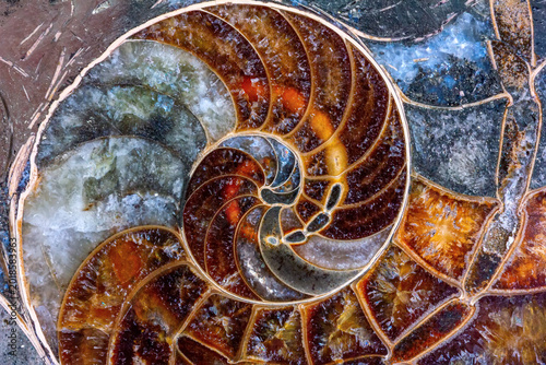 Fotografie the brown texture of ammonite with a golden section in a close-up
