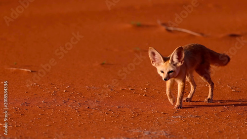 Fennec Fox Walking Across Red Sahara Sand Dunes, Algeria â€” World's Smallest Wild Canid with Iconic Oversized Ears
