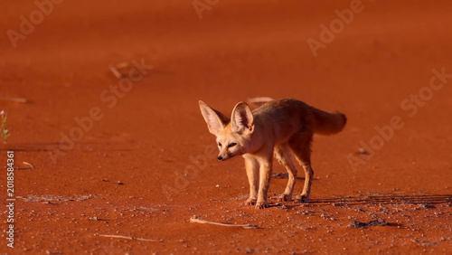 Quadro su tela Fennec Fox (Vulpes zerda) standing on red Sahara sand dunes in the Algerian dese