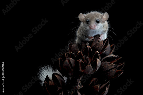 Fotografie Adorable African pygmy dormice on dry bud, Close-up African pygmy dormice isolat