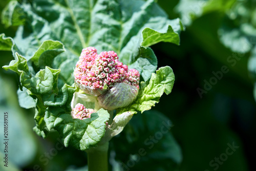Konstfotografi Close-up shot of budding pink rhubarb Rheum rhabarbarum flower emerging from vibrant green leaves, showcasing the intricate texture and natural beauty