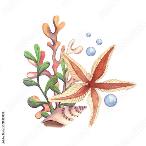 Bild auf Leinwand Corals, starfish, and shells, isolated watercolor illustration