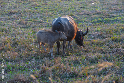 Photography bull elk in the wild