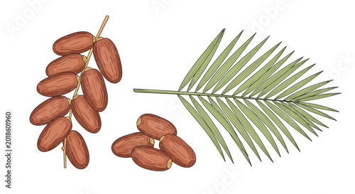 Hand drawn set of dates fruit on a branch, loose dates, and a green palm leaf isolated on white background.
