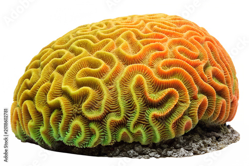 Photorealistic live tropical reef Brain Coral- neon yellow, golden orange, olive green with glowing neon colors.