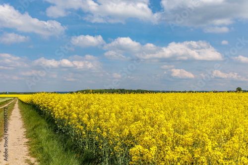 Foto Bright yellow rapeseed field in bloom alongside a rural dirt path