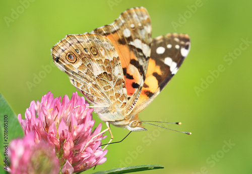 Painted Lady, Vanessa Cardui, colorful butterfly on flower