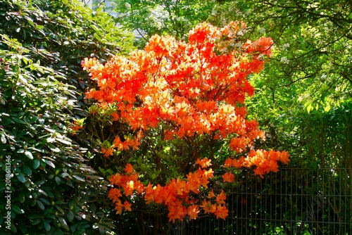 red and yellow flowers,Azaleen,