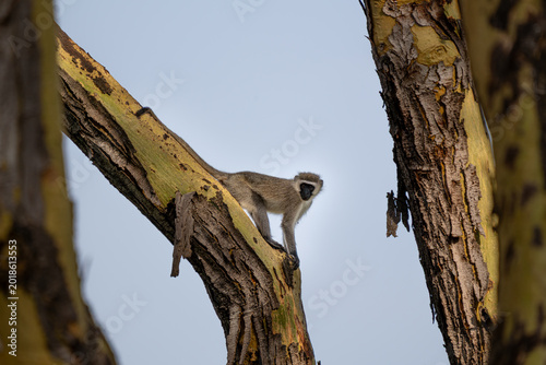 Canvas Print A vervet monkey standing on the trunk of a yellow fever acacia tree in Lewa Wildlife Conservancy in Kenya