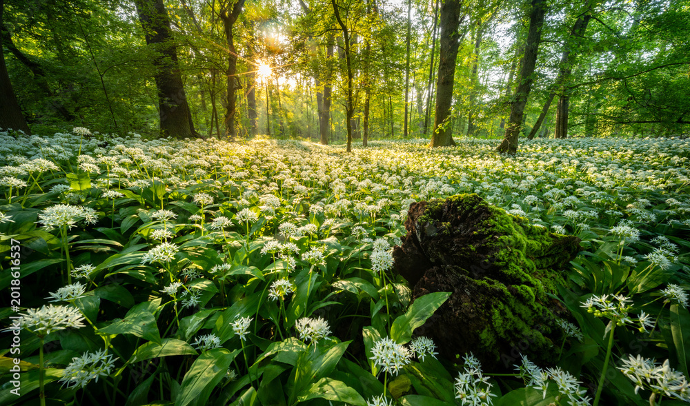 Obraz premium Beautiful Spring Forest with White Wild Blooming Garlic