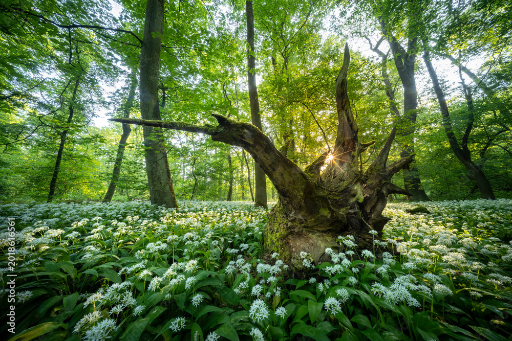 Obraz premium Beautiful Spring Forest with White Wild Blooming Garlic