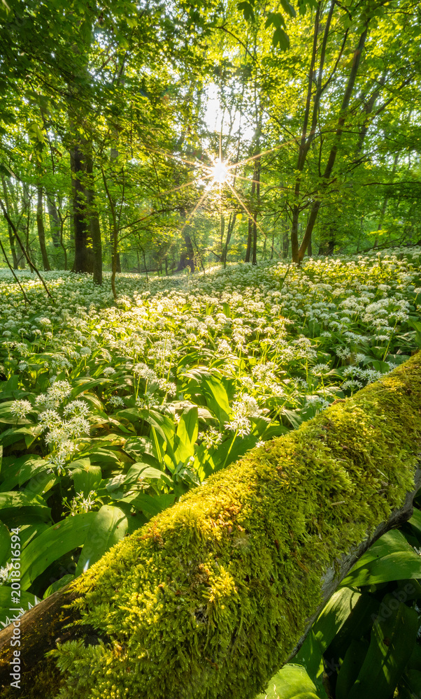 Obraz premium Beautiful Spring Forest with White Wild Blooming Garlic