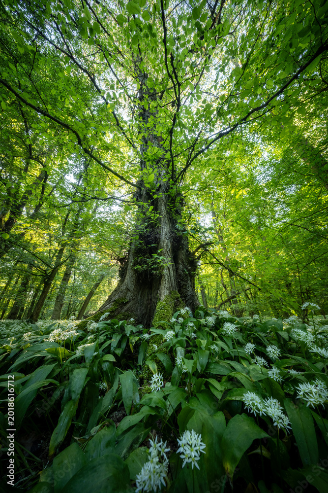 Fototapeta premium Beautiful Spring Forest with White Wild Blooming Garlic
