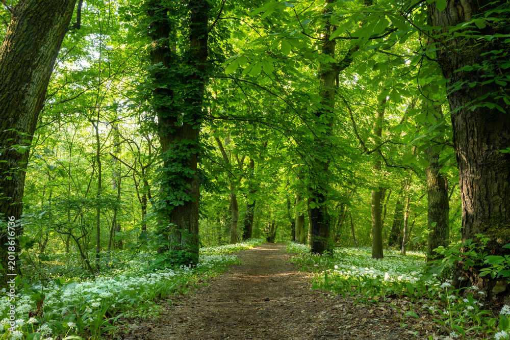 Naklejka premium Beautiful Spring Forest with White Wild Blooming Garlic
