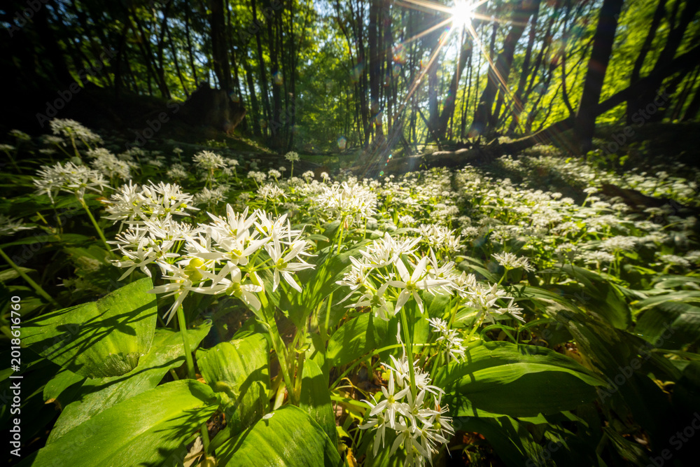 Obraz premium Beautiful Spring Forest with White Wild Blooming Garlic