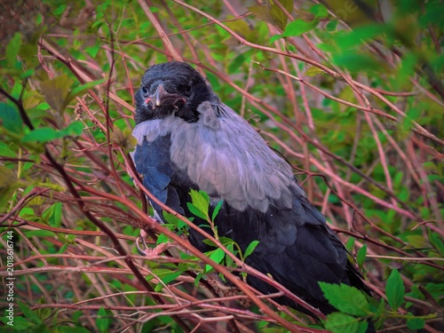 Canvastavla Young hooded crow chick sitting on tree branches in spring garden