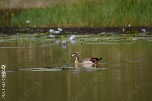 An Egyptian goose swimming in a small lake in Karura forest in Nairobi, Kenya.