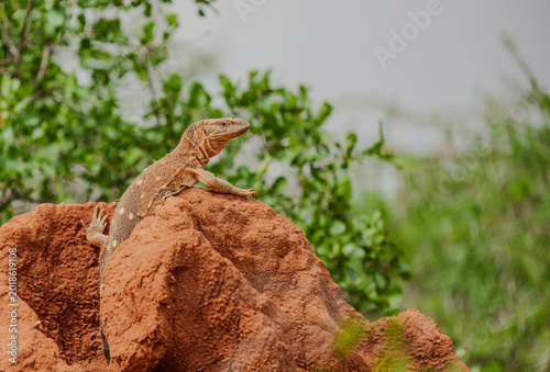 A Nile monitor lizard standing on top of a termite mound in Sera Community Conservancy in Samburu, Kenya.