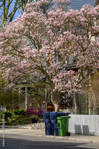 Photography Blooming magnolia tree over municipal recycling and compost bins on a Toronto residential sidewalk in spring