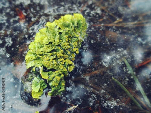 Foto Bright lichen covered with apothecia resting in clear puddle