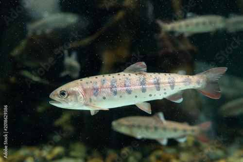ヤマメ　Oncorhynchus masou