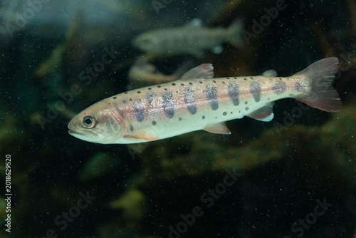 Photos ヤマメ　Oncorhynchus masou